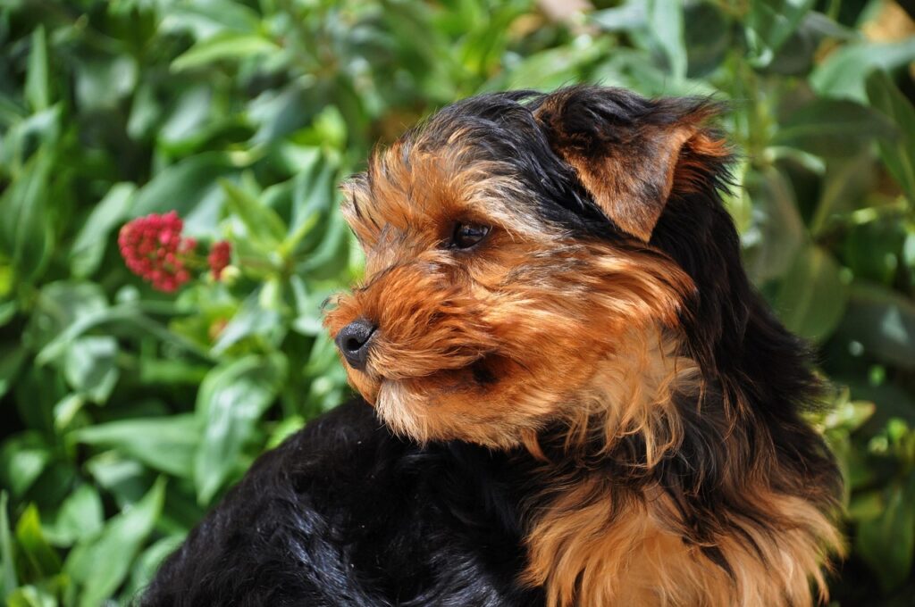 yorkie, dog, domestic animal, animal, pet, cute, family, little dog, nature, dog portrait, doggie, yorkie, yorkie, yorkie, yorkie, yorkie