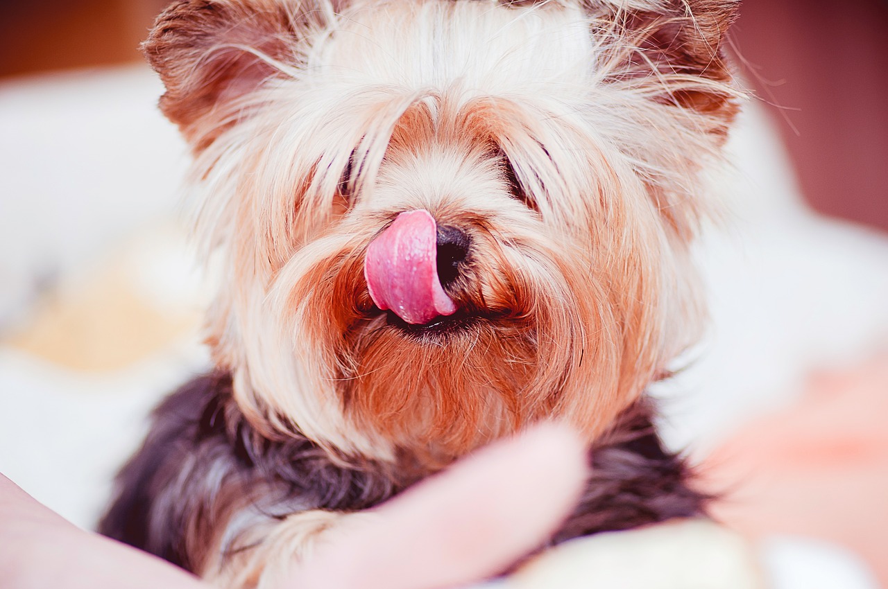 dog, tongue, pet, animal, animals, cute, yorkshire terrier, yorkie, yorkshire terrier, yorkshire terrier, nature, yorkie, yorkie, yorkie, yorkie, yorkie