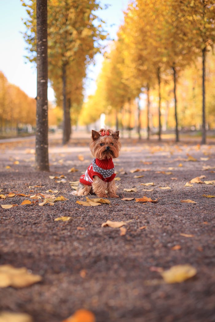 A small dog in a red sweater sits surrounded by vibrant autumn leaves in a park.