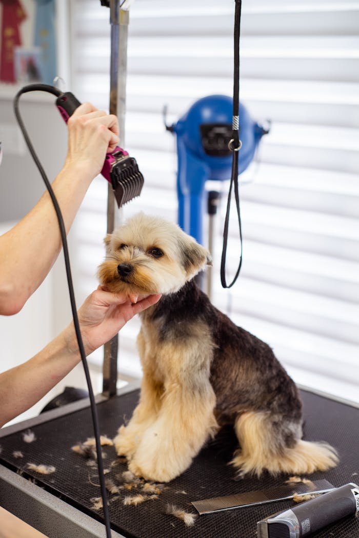 A Yorkshire Terrier receiving a professional grooming session in a pet salon.